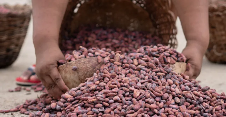 ESPECIAL | Cacao Chuao, más de 400 años de tradición