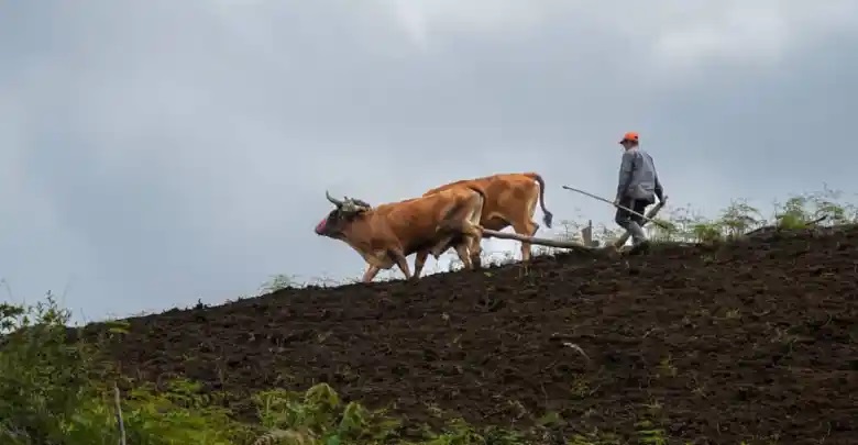 Especial | Productores andinos solicitaron IGP para Café de Mérida