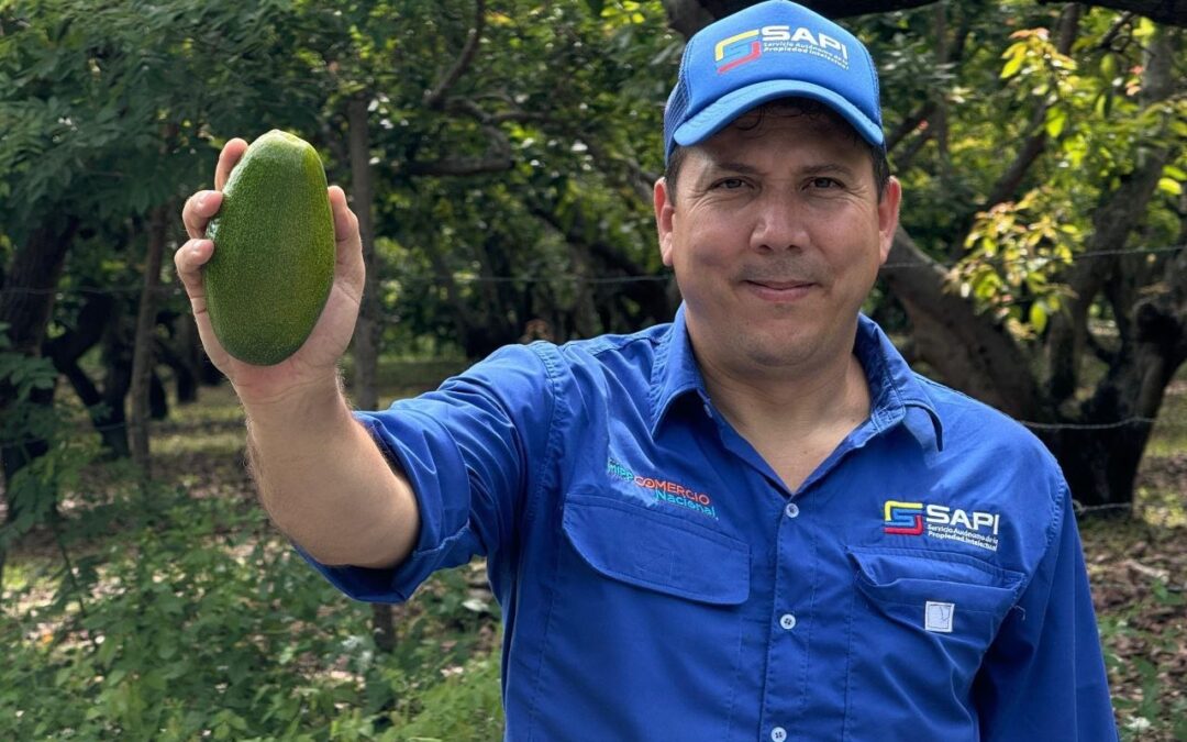 ¡Único en Latinoamérica! Venezuela concede primera Indicación Geográfica Protegida al aguacate