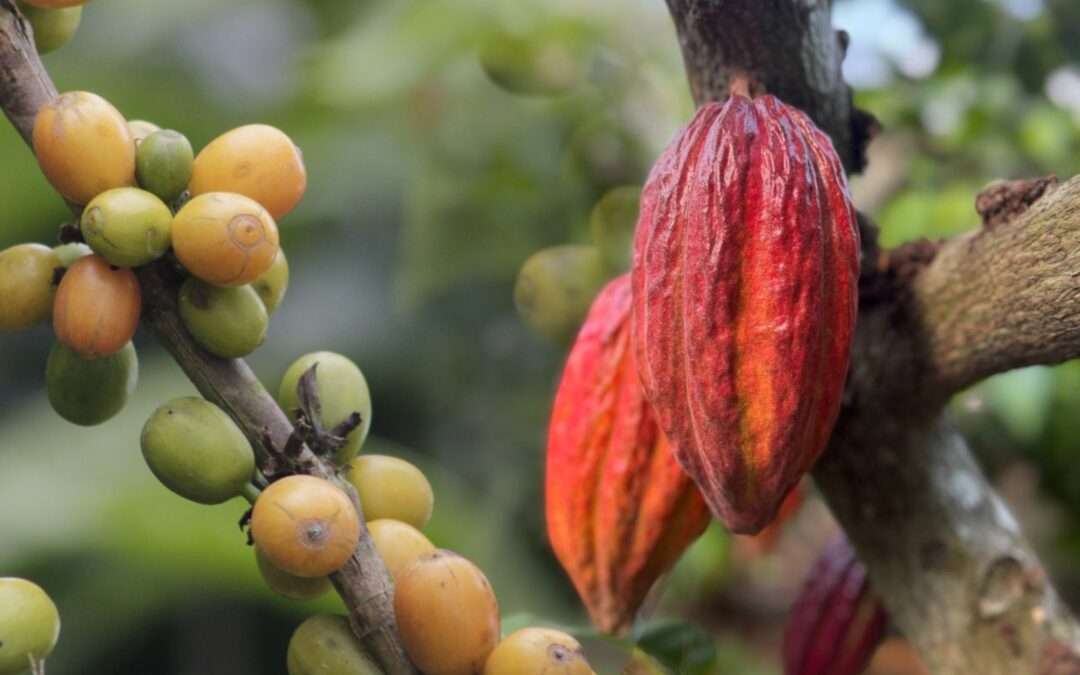 Venezuela exalta calidad y diversidad de su cacao y café con IGP en conmemoración por su Día